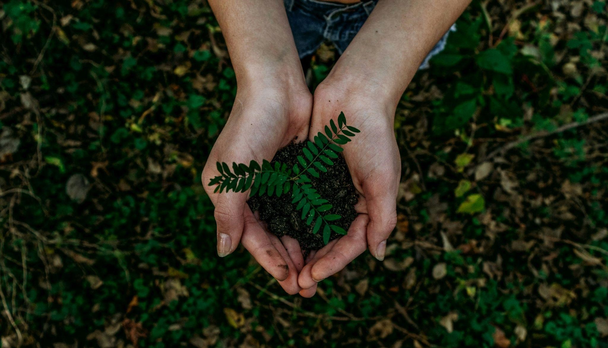 Selo Carbon Free CHICOOH+ neutraliza emissão de carbono e convida marcas a seguirem o exemplo - Fitec Tec News