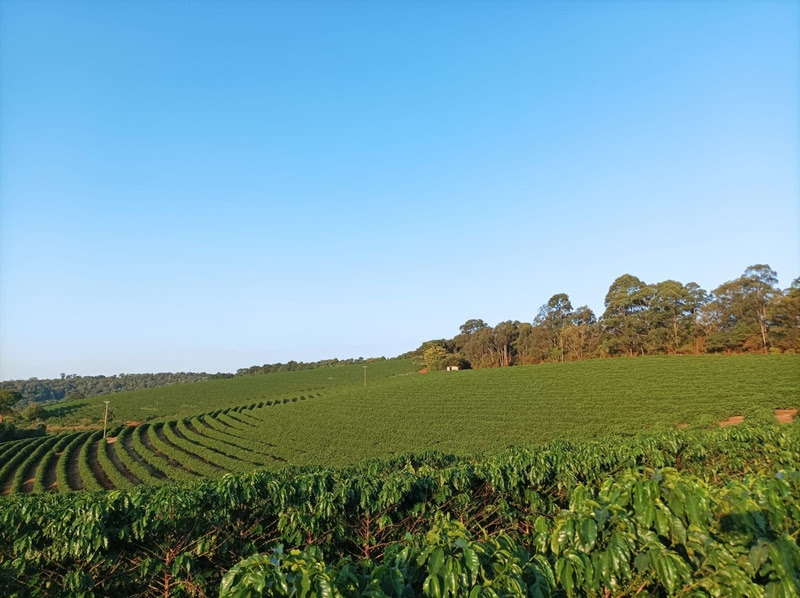 Benefícios do Biochar estão sendo aproveitados em lavouras de café - Fitec Tec News