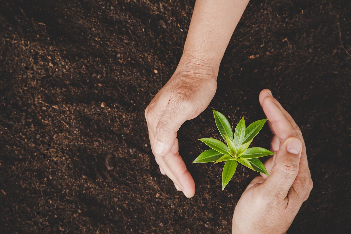 Tecnologia e sustentabilidade se unem na compensação de carbono de equipamentos de TI