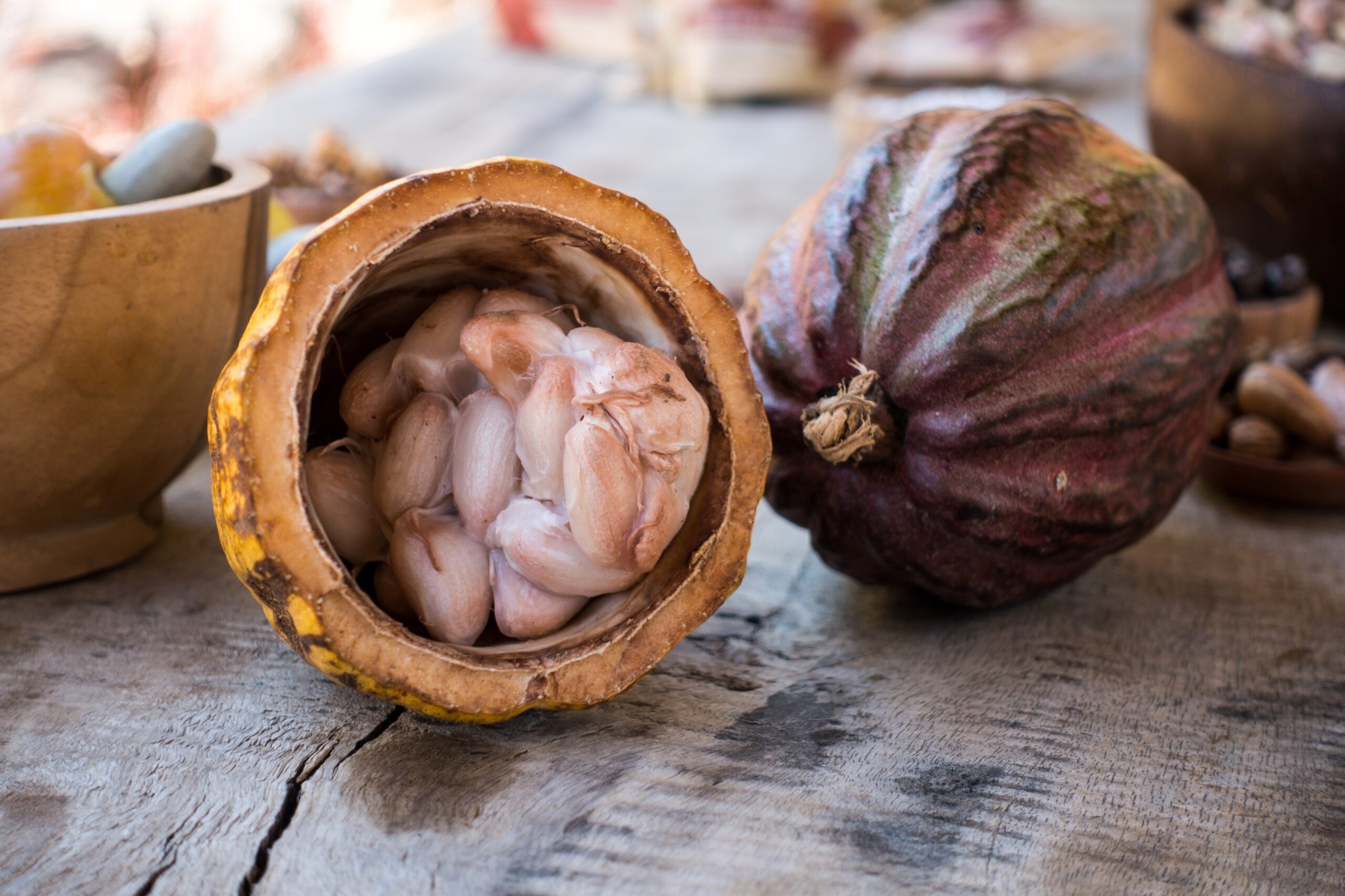 Cacau sustentável é opção estratégica para valorizar produto no Brasil - Fitec Tec News