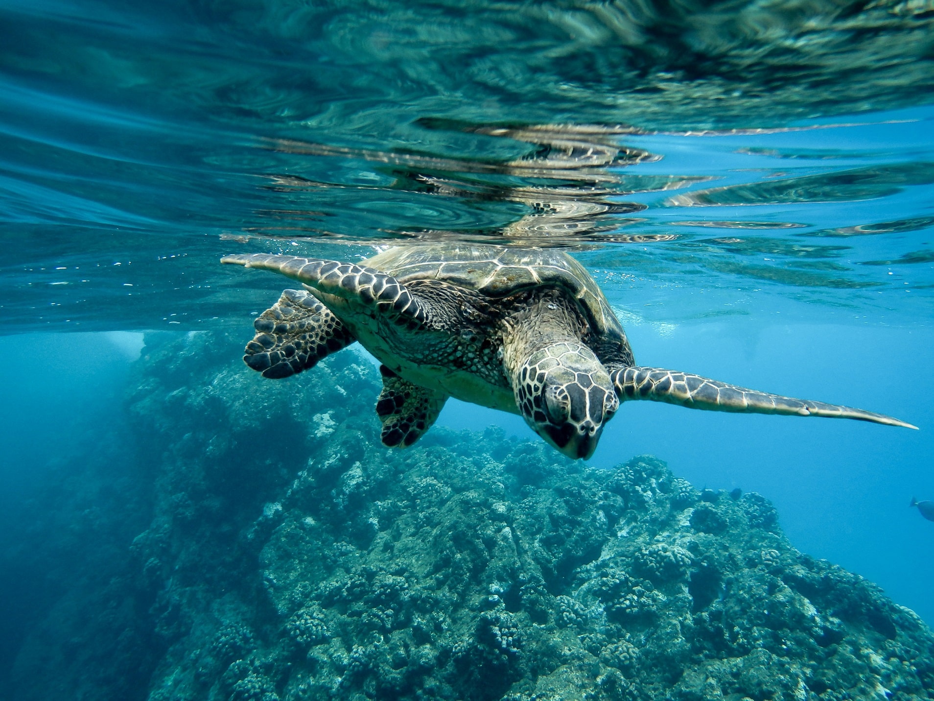 Brasileiros estão preocupados com oceanos, mas ainda não se sentem parte da solução - Fitec Tec News