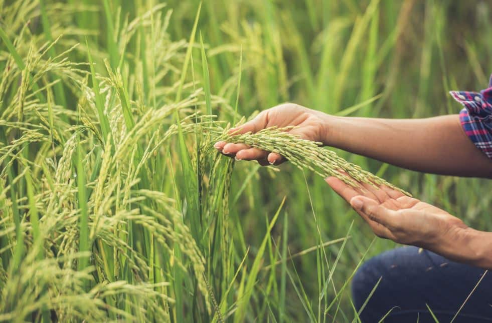 COP30: Agro leva intensões para crescer aliando-se a sustentabilidade